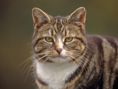 Domestic Cat (Felis Catus), Wester Ross, Scotland by Niall Benvie Pricing Limited Edition Print image