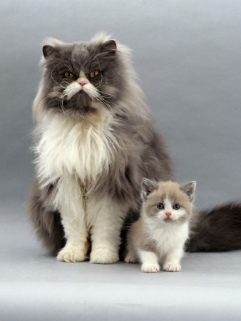 Domestic Cat, Blue Bicolour Persian Male With His 7-Week Lilac Bicolour Kitten by Jane Burton Pricing Limited Edition Print image