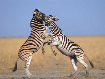 Common Zebra Males Fighting, Etosha National Park, Namibia by Tony Heald Pricing Limited Edition Print image