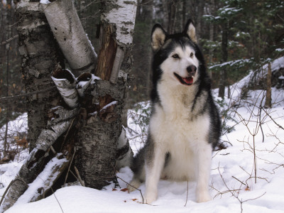 Alaskan Malamute Dog In Snow, Usa by Lynn M. Stone Pricing Limited Edition Print image