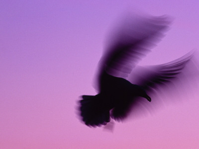 Herring Gull Flying, Norway by Niall Benvie Pricing Limited Edition Print image