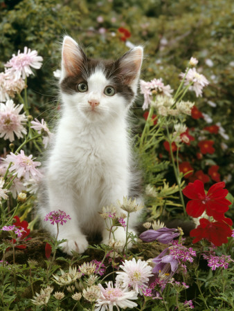Domestic Cat, 9-Week, Black-And-White Kitten Among Flowers by Jane Burton Pricing Limited Edition Print image