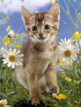 Domestic Cat, 6-Week, Abyssinian Kitten Among Ox-Eye Dasies And Buttercups by Jane Burton Pricing Limited Edition Print image