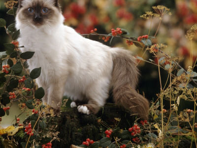 Domestic Cat, Birman Female Among Cotoneaster Berries And Ground Elder Seedheads by Jane Burton Pricing Limited Edition Print image
