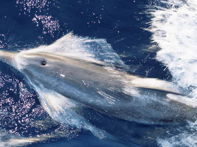 Atlantic Spotted Dolphin Bow-Riding, Bahamas, Atlantic by Todd Pusser Pricing Limited Edition Print image