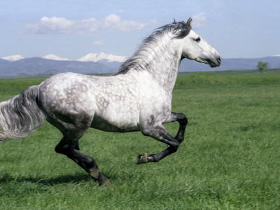 Grey Andalusian Stallion Cantering With Rocky Mtns Behind, Colorado, Usa by Carol Walker Pricing Limited Edition Print image