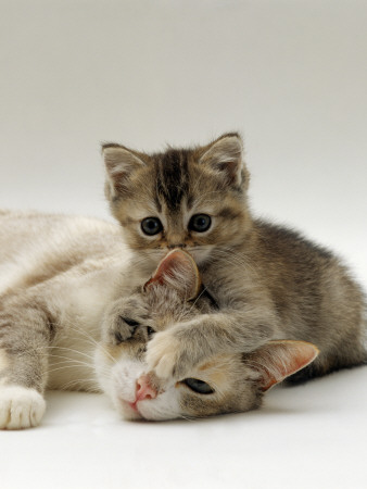 Domestic Cat, Silver Tortoiseshell-And-White Mother With Her 8-Week Tabby Kitten Playing by Jane Burton Pricing Limited Edition Print image