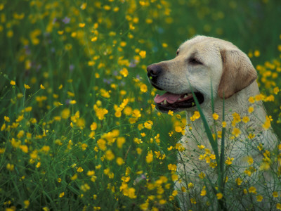Labrador Retriever Sitting Among Flowers by Adriano Bacchella Pricing Limited Edition Print image