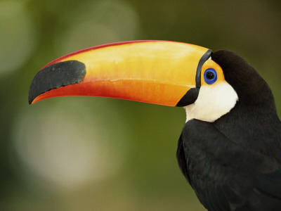 Toco Toucan, Close-Up Of Beak, Brazil, South America by Pete Oxford Pricing Limited Edition Print image