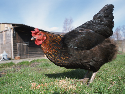 Domestic Hen Free Range, Scotland, Uk by Pete Cairns Pricing Limited Edition Print image