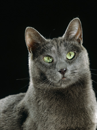 Domestic Cat, Russian Blue Female by Jane Burton Pricing Limited Edition Print image