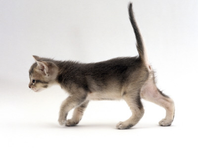 Domestic Cat, 4-Week Ticked-Silver Kitten by Jane Burton Pricing Limited Edition Print image