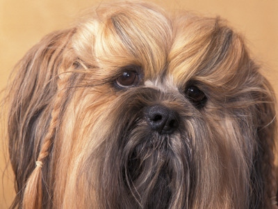 Lhasa Apso Face Portrait With Hair Plaited by Adriano Bacchella Pricing Limited Edition Print image