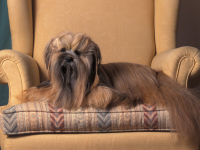 Lhasa Apso Sitting On Armchair by Adriano Bacchella Pricing Limited Edition Print image