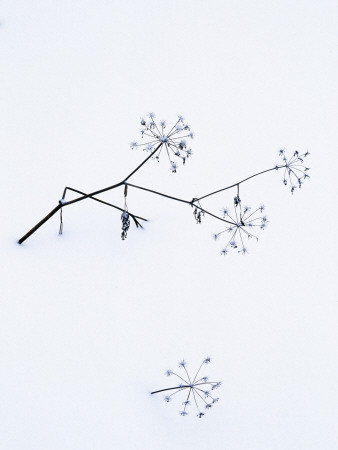 Angelica Stems, In Snow, Norway by Niall Benvie Pricing Limited Edition Print image