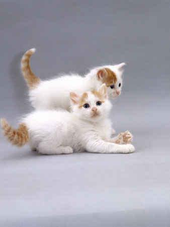Domestic Cat, Two 6-Week Turkish Van Kittens Playing by Jane Burton Pricing Limited Edition Print image