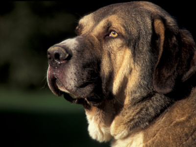 Spanish Mastiff Portrait by Adriano Bacchella Pricing Limited Edition Print image