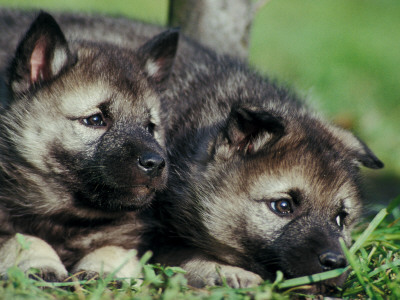Norwegian Elkhound Puppies Lying In Grass by Adriano Bacchella Pricing Limited Edition Print image