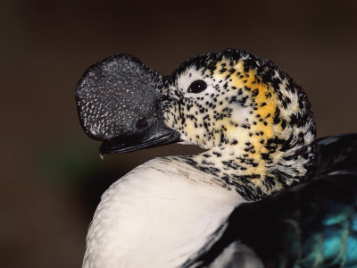 Comb Duck Portrait, Madagascar by Pete Oxford Pricing Limited Edition Print image