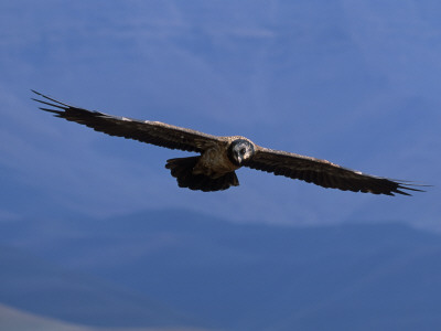 Lammergeier / Bearded Vulture Flying, Juvenile Giants Castle S Africa by Tony Heald Pricing Limited Edition Print image