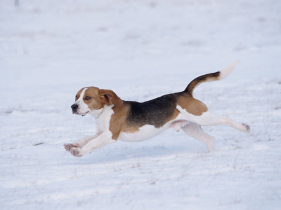 Beagle Running Through Snow, Usa by Lynn M. Stone Pricing Limited Edition Print image