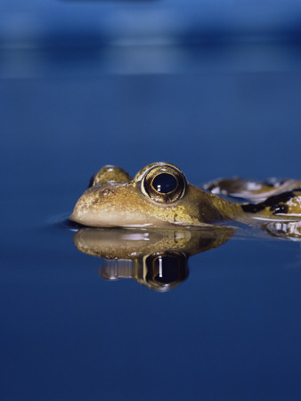 Common Frog (Rana Temporaria) Resting At Surface by Jane Burton Pricing Limited Edition Print image