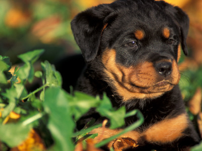 Rottweiler Puppy In Grass by Adriano Bacchella Pricing Limited Edition Print image
