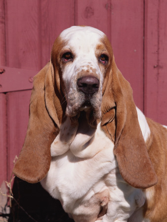 Basset Hound Breed, Usa, North America by Lynn M. Stone Pricing Limited Edition Print image