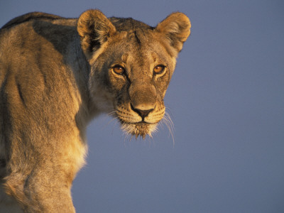 Lioness Portrait, Etosha National Park, Namibia by Tony Heald Pricing Limited Edition Print image