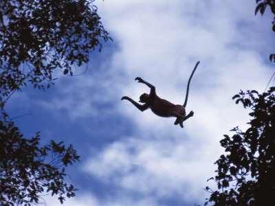 Proboscis Monkey Leaping From Tree, Borneo, Indonesia by Jurgen Freund Pricing Limited Edition Print image