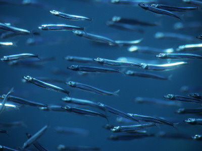 Anchovies, Great Barrier Reef, Australia by Jurgen Freund Pricing Limited Edition Print image