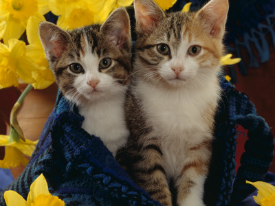 Domestic Cat, Two Tabby-Tortoiseshell-And-White Kittens In Blue Bag With Daffodils by Jane Burton Pricing Limited Edition Print image