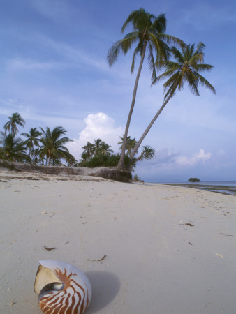 Pearly (Chambered) Nautilus Shell On Beach, Philippines by Jurgen Freund Pricing Limited Edition Print image