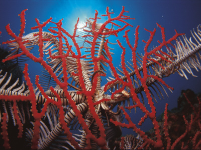 Featherstar, On Fan Coral Indo Pacific by Jurgen Freund Pricing Limited Edition Print image