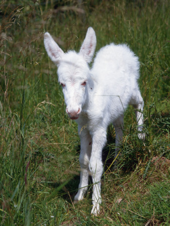 Domestic Donkey Foal, Albino, Europe by Reinhard Pricing Limited Edition Print image