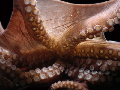 Deepsea Octopus (Benthoctopus Sp) Mantle Showing Suckers, Deep Sea Atlantic Oceandeep Sea by David Shale Pricing Limited Edition Print image