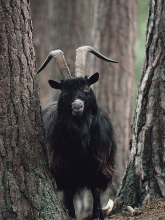 Feral Goat Male In Pinewood (Capra Hircus), Scotland by Niall Benvie Pricing Limited Edition Print image