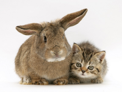 British Shorthair Brown Tabby Female Kitten With Young Agouti Rabbit by Jane Burton Pricing Limited Edition Print image