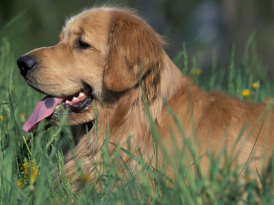 Golden Retriever Lieing In Grass, Us by Lynn M. Stone Pricing Limited Edition Print image