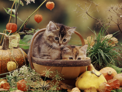 Two Domestic Kittens (Felis Catus) In Basket Surrounded By Pumpkins by Jane Burton Pricing Limited Edition Print image