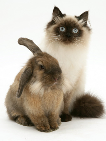 Young Birman-Cross Cat With Dwarf Lionhead Rabbit by Jane Burton Pricing Limited Edition Print image