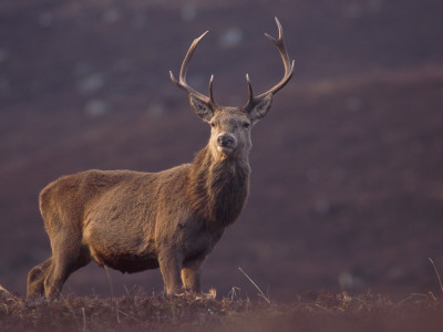 Red Deer Stag On Hillside, Inverness-Shire, Scotland by Niall Benvie Pricing Limited Edition Print image