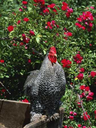 Domestic Chicken, Barred Rock Cochin Bantam Rooster, Iowa, Usa by Lynn M. Stone Pricing Limited Edition Print image