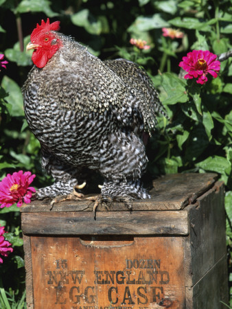 Domestic Chicken, Barred Rock Cohin Bantam Rooster, Iowa, Usa by Lynn M. Stone Pricing Limited Edition Print image