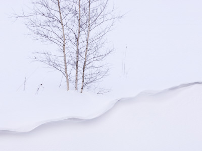 Silver Birch, In Winter Snow Cornice, Estonia by Niall Benvie Pricing Limited Edition Print image