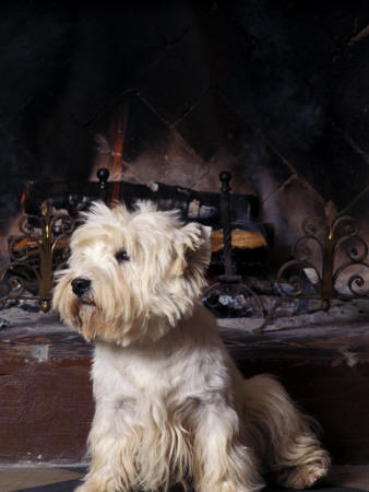 West Highland Terrier / Westie Sitting In Front Of A Fireplace by Adriano Bacchella Pricing Limited Edition Print image