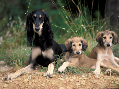 Saluki With Two Puppies by Adriano Bacchella Pricing Limited Edition Print image