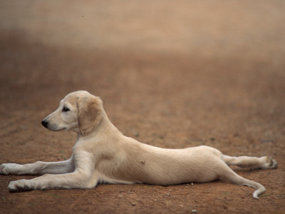 Young Saluki Puppy Lying Down by Adriano Bacchella Pricing Limited Edition Print image