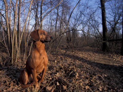 Tyrolean Bloodhound Sitting In Dry Leaves In Woodland by Adriano Bacchella Pricing Limited Edition Print image