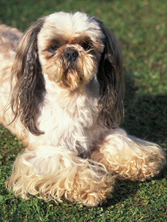 Shih Tzu Lying On Grass With Facial Hair Cut Short And Showing Hairy Paws by Adriano Bacchella Pricing Limited Edition Print image